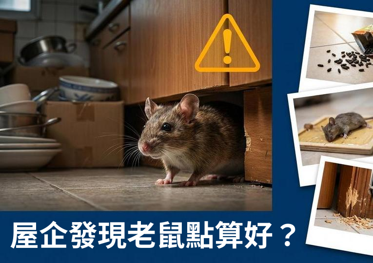 老鼠入屋點算好？一文拆解老鼠入屋原因、有效捉鼠及滅鼠防治方法